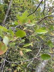 Eriophyes emarginatae