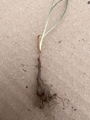 Hypoxis