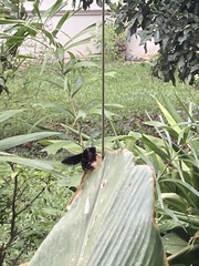 Xylocopa latipes