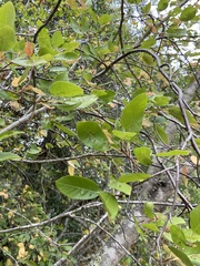 Eriophyes emarginatae