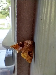 Phlogophora periculosa