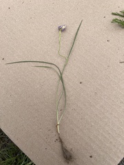 Hypoxis