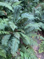 Polystichum vestitum