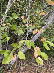 Eriophyes emarginatae