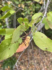 Eriophyes emarginatae