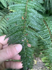 Polystichum vestitum