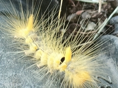 Calliteara horsfieldii