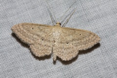 Scopula oppilata