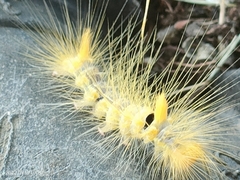 Calliteara horsfieldii