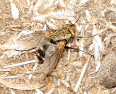 Microphthalma disjuncta