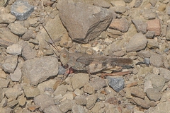 Spharagemon saxatile