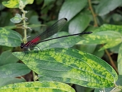 Hetaerina fuscoguttata