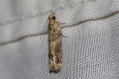 Crocidosema plebejana