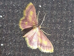 Idaea muricata