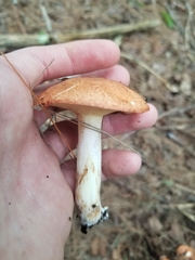 Suillus weaverae