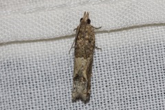 Crocidosema plebejana