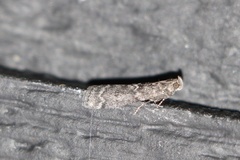 Euzophera semifuneralis