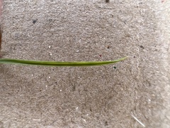 Hypoxis