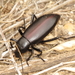 Eleodes longicollis - Photo (c) Bill Carrell, some rights reserved (CC BY-NC-ND), uploaded by Bill Carrell