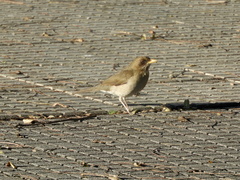 Turdus amaurochalinus