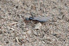 Liometopum occidentale