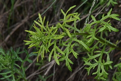 Artemisia michauxiana