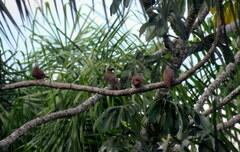 Megarynchus pitangua