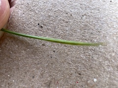Hypoxis