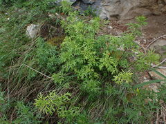 Artemisia michauxiana