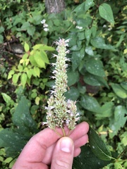 Agastache scrophulariifolia