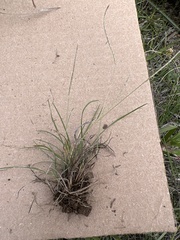 Hypoxis