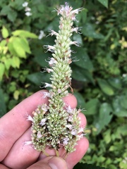 Agastache scrophulariifolia