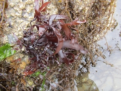 Halymeniaceae
