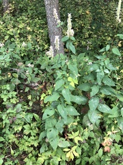 Agastache scrophulariifolia