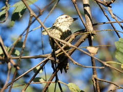 Dryobates mixtus