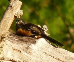 Pipilo erythrophthalmus alleni