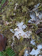 Peltigera neopolydactyla