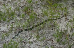 Thamnophis saurita nitae