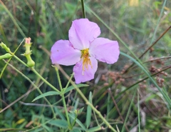 Rhexia nashii