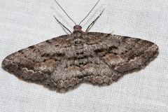 Boarmia suasaria