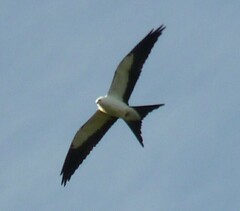 Elanoides forficatus