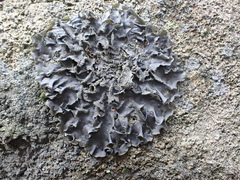Blue Jellyskin