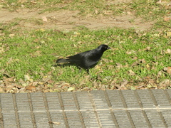 Molothrus rufoaxillaris