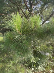 Pinus echinata