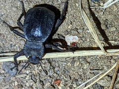 Stenomorpha obsoleta
