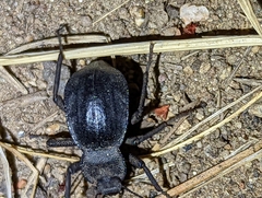 Stenomorpha obsoleta