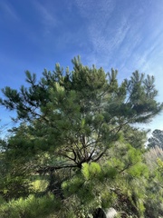 Pinus echinata