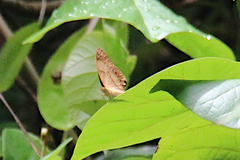 Cupha prosope