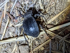 Stenomorpha obsoleta