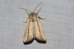 Leucania stenographa